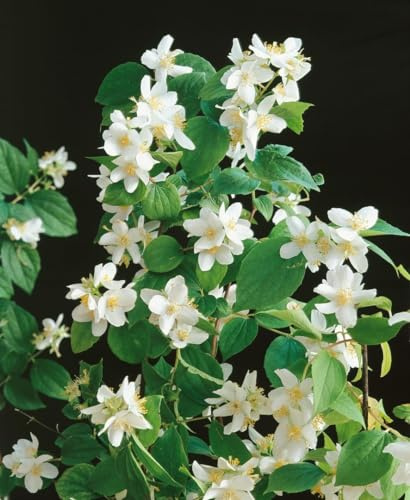 Duftjasmin Philadelphus Dame Blanche 40-60 cm winterhart Heckenpflanze | Weiße Blüten mit Duft, sonnig bis halbschattig, ideal für Hecke und Sichtschutz, schnittverträglich, robust