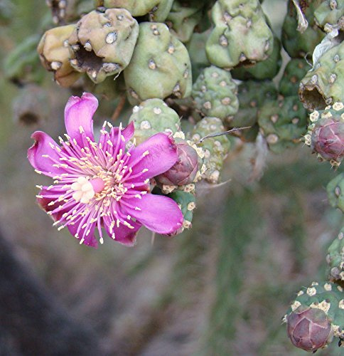 SEMI DI GERMINAZIONA: Opuntia fulgida Kaktus coupé 6 bis 9 pollici