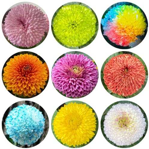 semillas de pompon mamma, cubierta perenne resistente de primavera, silvestres para lugares soleados, sombra 125pcs