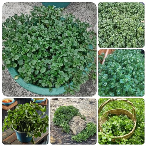 semillas de berros orgánicos - exterior resistentes jardín 150pcs