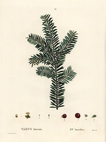 GerRit canvas posters wall art no frame pictures 58x90cm English yew tree or European yew Taxus baccata By Pierre Joseph Redouté