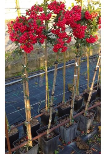 Piracanta rossa Pyracantha coccinea Agazzino pianta ad Alberello da siepe in vaso 2 litri h. 1 metro circa con canna FOTO REALE Vivaio di Castelletto