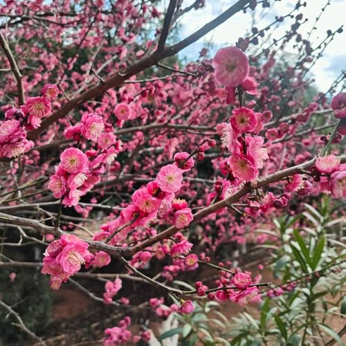 winterorchidee balkon garten blumenwiesensaat gartensamen dekopflanze kletterpflanze gartenblumen winterharte stauden dauerblüher sträucher winterhart blühend schmetterlingsflieder 10samen