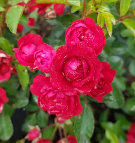 Rosa HARNEATLY 'Fairy Red 82' / Rosier Couvre-sol/Ecomotte