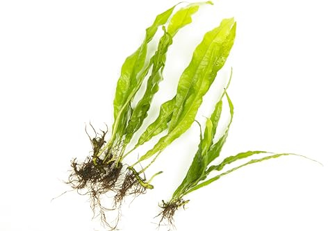 Lincolnshire Pond Plants Ltd - Java Fern Live Aquarium Plants Microsorum Pteropus Live Aquarium Plants Tropical Aquascape (5X Loose)