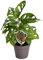 Monstera Monkey Leaf mit Moosstab - Fensterblatt-Lochpflanze Topf Ø 12 Höhe 45 cm luftreinigende Zimmerpflanze