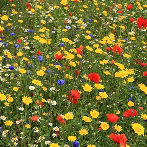 GardenersDream - 100% Wildflowers Seeds Mix - Meadow Flower Seed Mix with Premium Bee Friendly Wild Flowers Seeds for UK Climate - 20+ Varieties Attract Bees & Butterflies (5g) - Covers Up to 2.5M2
