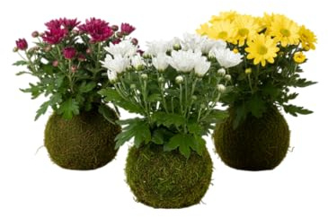 Kokedama Margarita Crisantemo Planta Natural Viva DECOALIVE