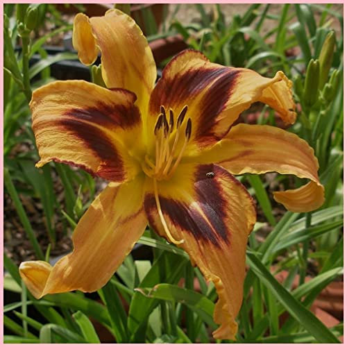 Hemerocallis bulbi,bulbi di Hemerocallis,Daylily,resistente, facile da sopravvivere