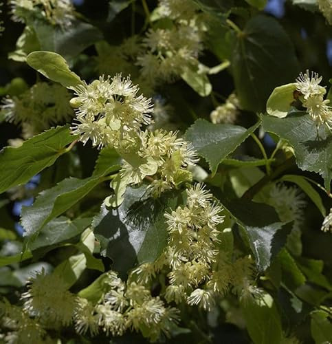 Winterlinde 80-100cm - Tilia cordata - lebende Gartenpflanze aus den Baumschulen