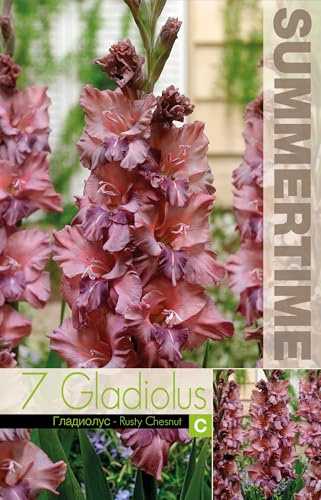AGRONOM | GLAÏEULS - RUSTY CHESNUT | Bulbes de fleurs vivaces | Fleurs couleur chocolat | Cultivées dans les jardins fleuris et les pelouses fleuries | 7 bulbes