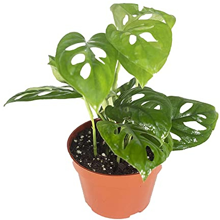 California Tropicals Monstera Adansonii Real Live Indoor Houseplants - Big Low Light Tropical Plant for Air Purifying Decorations - 4 Pots Easy Planting in Homes, Offices, and Outdoor Gardens