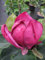 Magnolie Genie ® - Magnolia x soulangiana - Tulpenbaum - Blütengehölz - duftend - 100-125cm