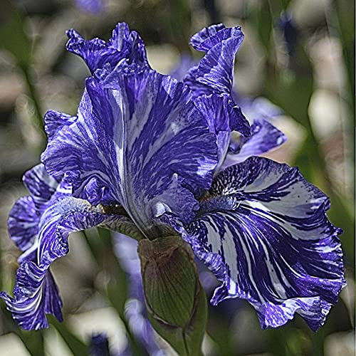 Bulbi iris|Postura familiare gentile e aggraziata|fiori artificiali|Facile da nutrire|Decorazione del giardino-2,4bulbis