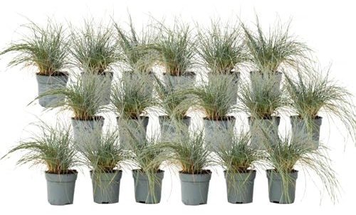Plant in a Box - Festuca 'Elijah Blue'- 18er Set - Ziergräser Winterhart Mehrjährig Hoch - Topf 9cm - Höhe 10-15cm