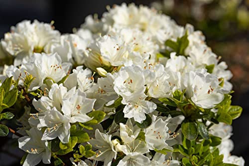 Rhododendron obtusum ‘Adonis’ 20-25 cm – Winterhart, Immergrün, Pflegeleicht – Azalee – Kübel- & Beetpflanze für Garten & Terrasse