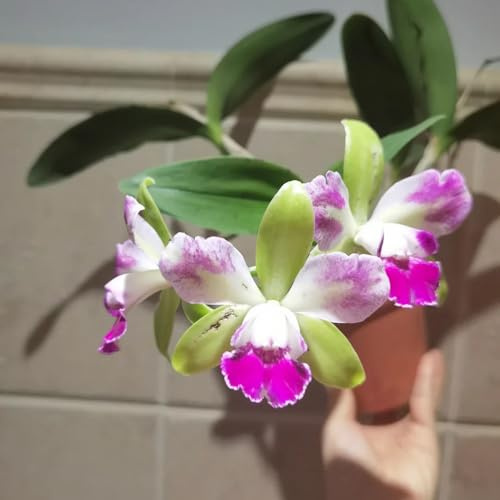 semillas de orquídeas Cattleya raras, decoración de sala de estar, orquídeas Cattleya Decoración de jardín para exteriores, alfombra, jardín, 150pcs