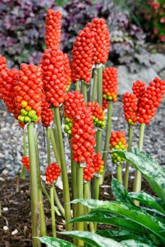 Arum italicum 9x9 cm Topf – Winterhart, Mehrjährig, Pflegeleicht – Italienischer Aronstab – Bodendecker für Schatten & Beet
