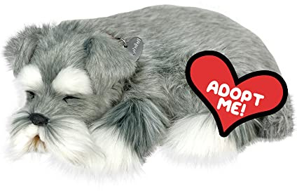 Precious Petzzz - Schnauzer
