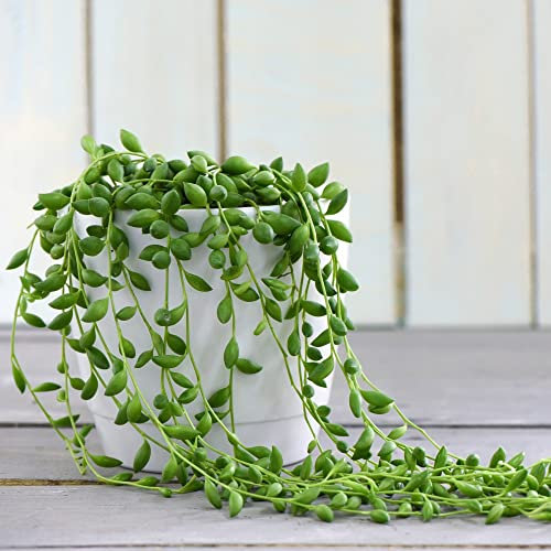 1x 11cm Pot String of Teardrops House Plant Curio Herreianus Senecio herreianus Trailing Tender Perennial Drought Tolerant Easy to Grow Your Own Houseplants by Thompson & Morgan