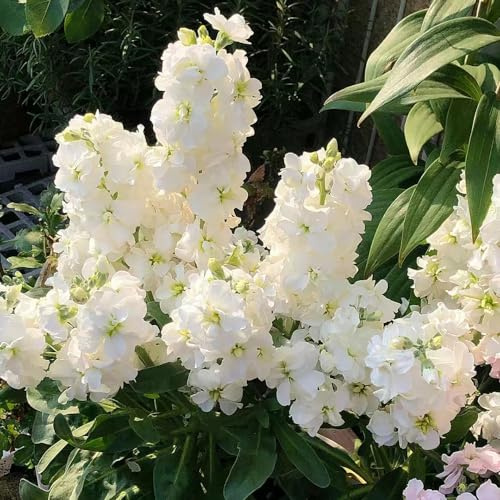 levkojen pflanzensamen pflanzendeko zimmerpflanze exotische zimmerpflanzen blumensamen mehrjährig winterhart balkon garten indoor kräutergarten bonsai topf usambaraveilchen 100samen