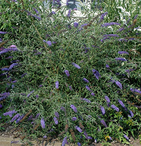 Sommerflieder Lochinch 40-60cm - Buddleja - Gartenpflanze