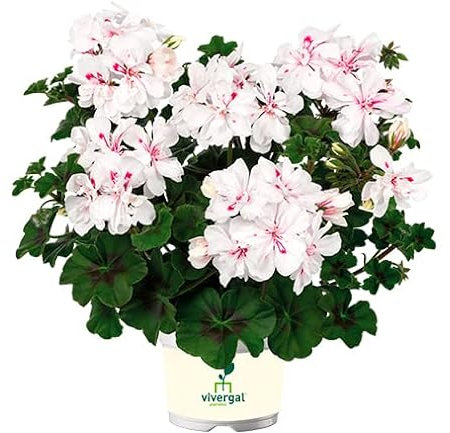 Geranio Enredadera Natural La Planta que Llenará de Color y Vida tu Jardín