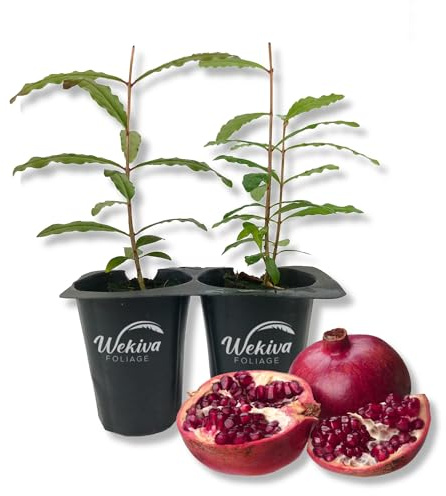 Dwarf Red Pomegranate Tree - 2 Live Starter Plants - Edible Fruit Bearing Tree for The Patio and Garden