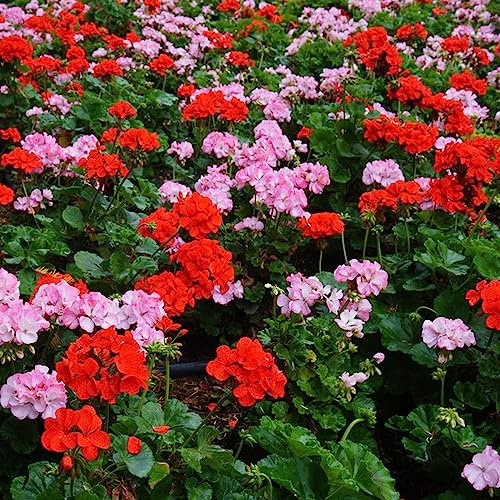 geranien balkon blumenwiese pelargonium zierblumen für sonnige plätze deko blumenwiese mehrjährig frühlingsblume winterharte kübelpflanzen gartendeko für draußen kräuterpflanzen 75samen