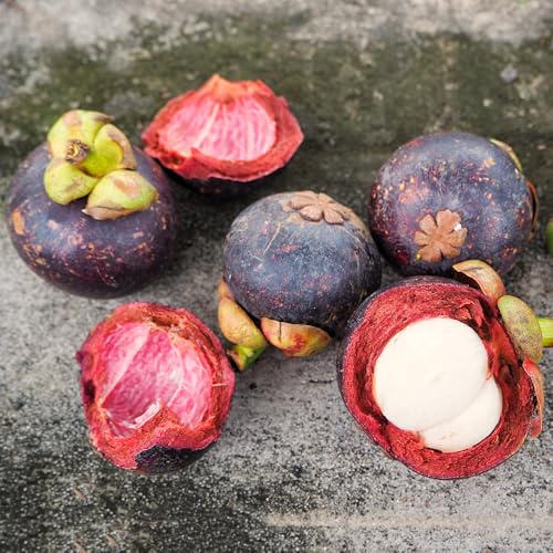 semi di mangostano, semi rari di mangostano, vecchie varietà da nani resistenti resistenti per il giardino colonnare fresca acquistarere da 55pcs