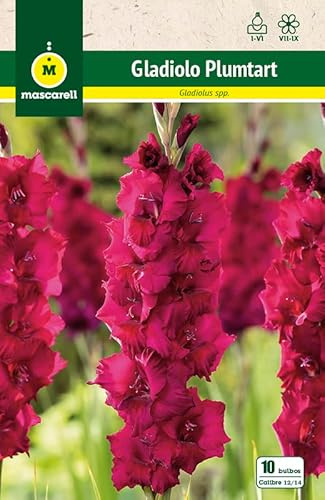 Mascarell Semillas, GLADIOLO PLUMTART, Semillas Bulbosas, Bulbos de Flores Primavera Fácil de Cultivar, Bolsa 10 Bulbos