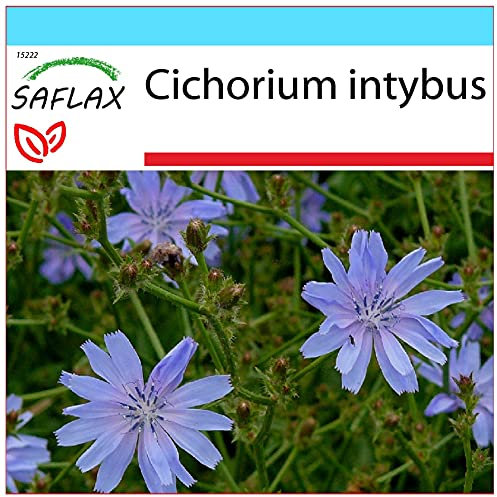 SAFLAX - Confezione regalo - Cicoria comune - 250 semi - Cichorium intybus
