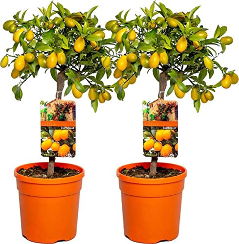 Árboles de Kumquat - Pack 2 Plantas - Citrus Japonica - Naranjos Enanos Cítricos Árboles Frutales