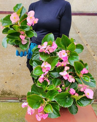 POWERS TO FLOWERS - BEGONIA BIG A FOGLIA VERDE E FIORE ROSA, 5 PIANTE VASO 14 CM DIAMETRO, piante vere