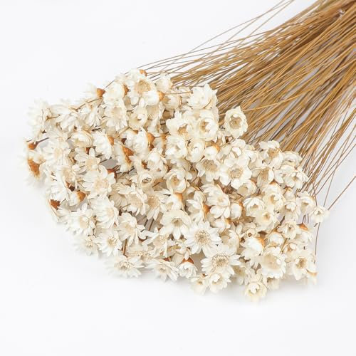 320 steli di fiori secchi brasiliani, piccola stella, margherita, fiori secchi, mini bouquet di camomilla, per fai da te, decorazione per la casa, regalo (bianco)