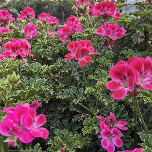 semi di geranio limone, medicinali da appartamento di geranio profumati - balcone giardino da cucina 30pcs