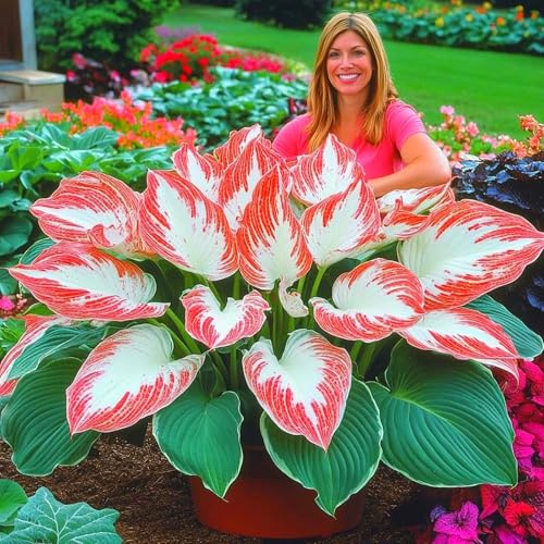Hosta bulbi,Hosta pianta vera,Piante erbacee perenni,Facile da curare,Decorazione del giardino, bulbi belli e sani,Facile da curare(non fiori artificiali)-15 Bulbi-A