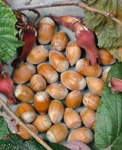 Corylus avellana 'Webbs Preisnuß' 60–100 cm – Winterhart, Mehrjährig, Pflegeleicht – Haselnuss – Heckenpflanze für Garten & Sichtschutz
