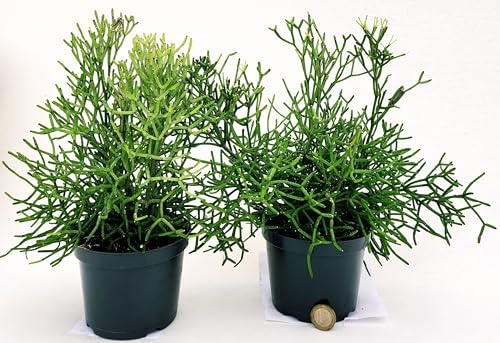 POWERS TO FLOWERS - RHIPSALIS HATIORA VASO 12CM DIAMETRO, 2 PIANTE, piante vere