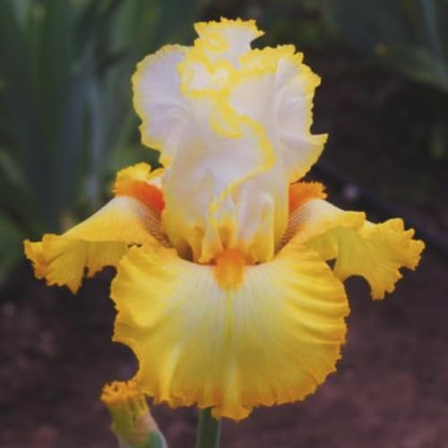 (HGJKYTFCDG) - Comprar lirios espadas resistentes al invierno - Rizomas de iris - Comprar iris - Iris reales con rizomas, ideal para comprar para su jardín-10pcs-X