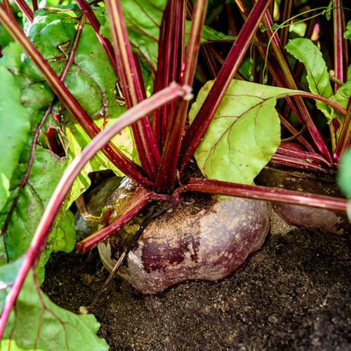 semillas de remolacha azucarera, raras remolacha orgánica tradicionales jardín camas elevadas 100pcs