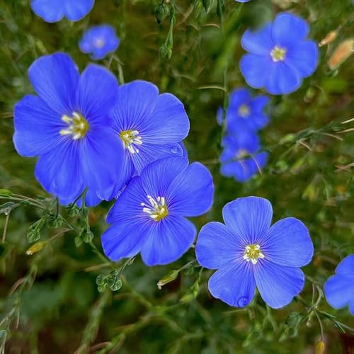 lein blau - wild winterharte für garten für pralle sonne für draußen bodendecker balkon 250samen