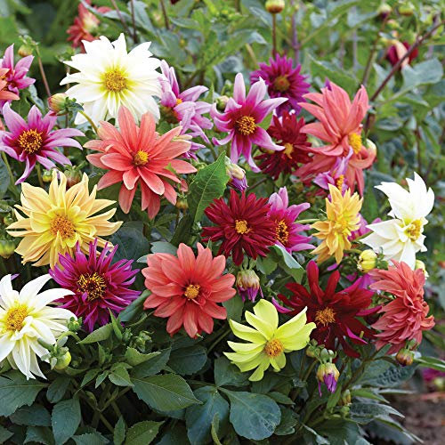 Dahlia Seeds 'Starlight Mixed' Half-Hardy Annual Flowering Garden Plants Easy to Grow Your Own at Home 1 Packet (25 Seeds) by Thompson and Morgan