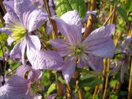 Clematis viticella Prince Charles (60-100 cm) - Waldrebe/Klematis