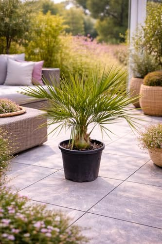 Gewöhnliche Geleepalme 80-100 cm – Butia capitata – winterharte Palme für Garten & Terrasse – dekorative Kübelpflanze mit exotischem Flair