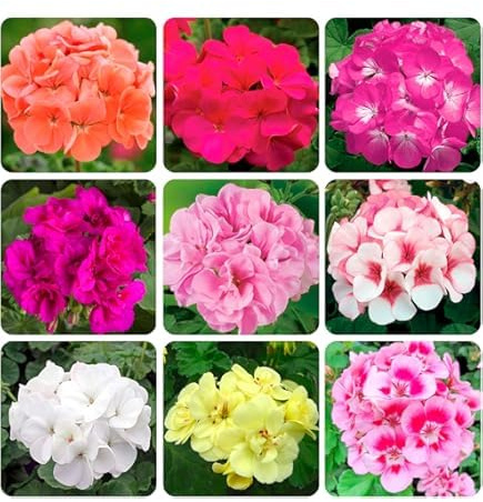 New Fresh 40pcs Ivy Geranium Flower Seeds Generic