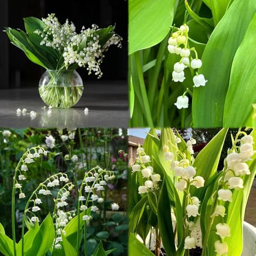 bulbos decorativos de lirio de los valles Jardín interior rocas, resistentes interior bonsái bulbos, cobertura del suelo, 12pcs