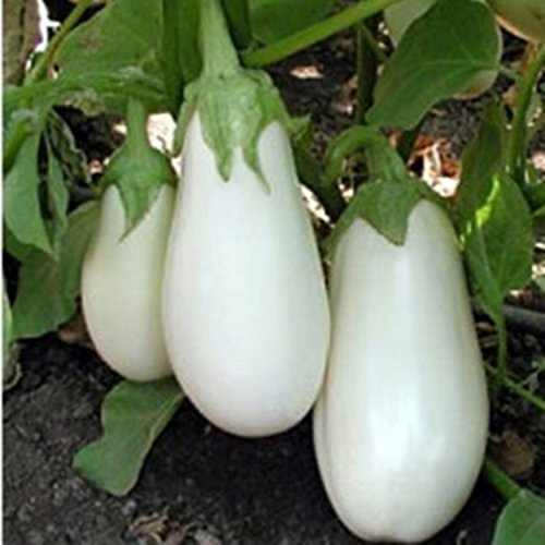 Graines Rares Aubergine Blanche Aysberg Iceberg Légume D'Héritage Cultivé Biologiquement