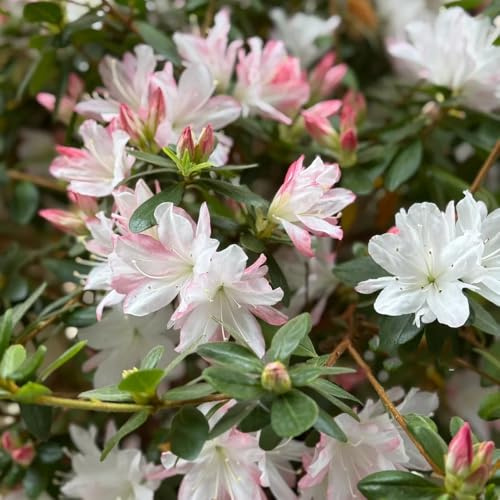 Semi di rododendro giardino di arbusti Semi di azalea, semi di come per gli ospiti giardino di vecchie varietà 30pcs