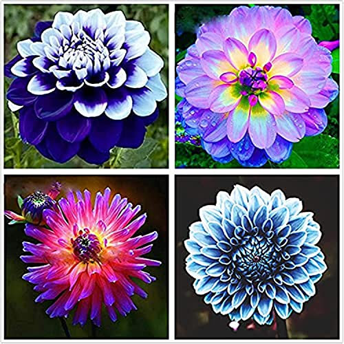 Dahlia Bulbs, Easy Plant, Exotic, Suitable, Easy to Plant, Plant Bulbs, Now UK/Greening Flower/Good for Containers/Natural Organic/Strong Plant, Rare Plants, Excellent Display, 6bulbs-G